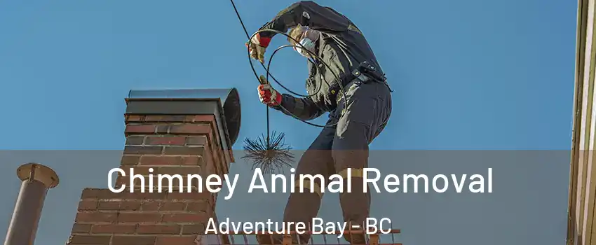 Chimney Animal Removal Adventure Bay - BC