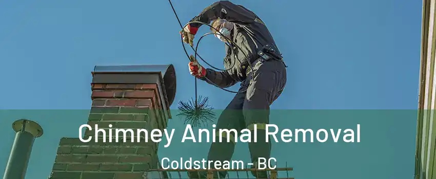 Chimney Animal Removal Coldstream - BC