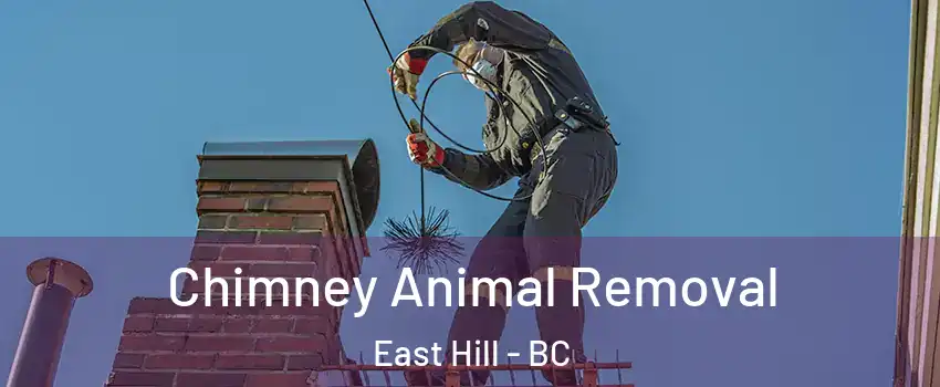  Chimney Animal Removal East Hill - BC