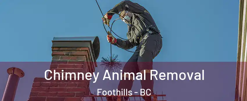 Chimney Animal Removal Foothills - BC