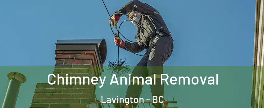 Chimney Animal Removal Lavington - BC
