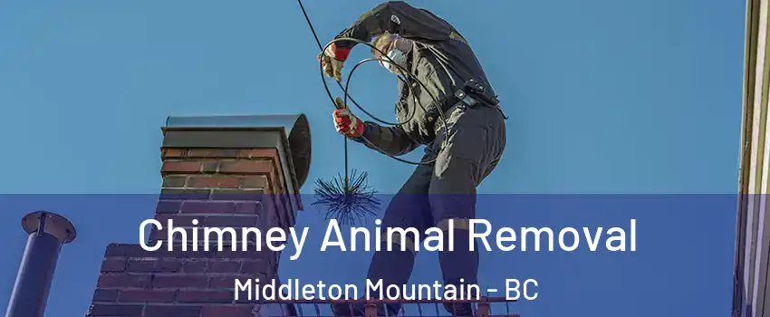 Chimney Animal Removal Middleton Mountain - BC