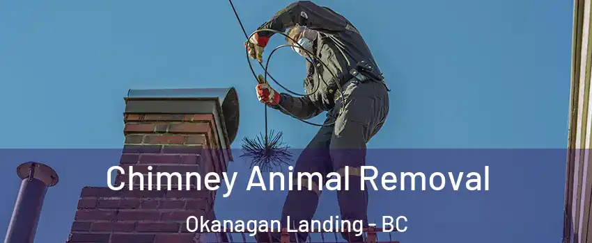 Chimney Animal Removal Okanagan Landing - BC