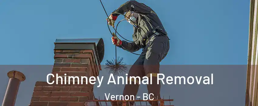 Chimney Animal Removal Vernon - BC