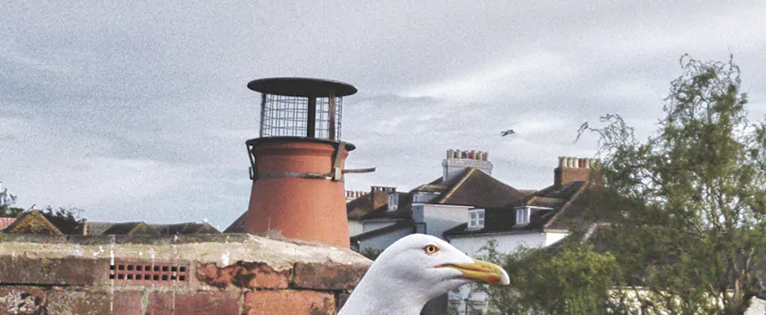 Chimney Cap Bird Guard Repair in East Hill, British Columbia
